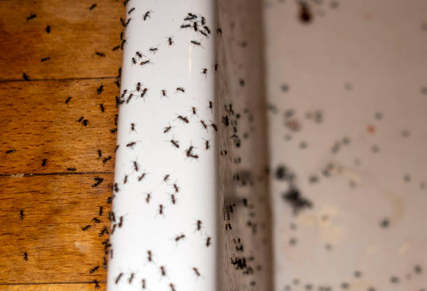 Best Cockroach Control Services  in Milan, TN